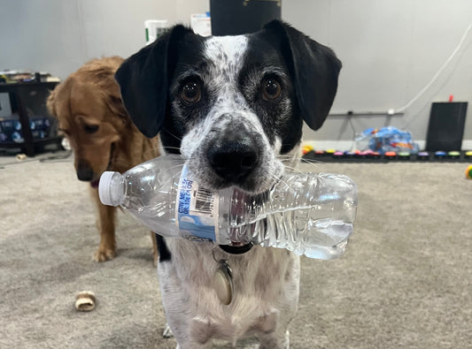 Training your Dog to Retrieve Objects - Pt 2