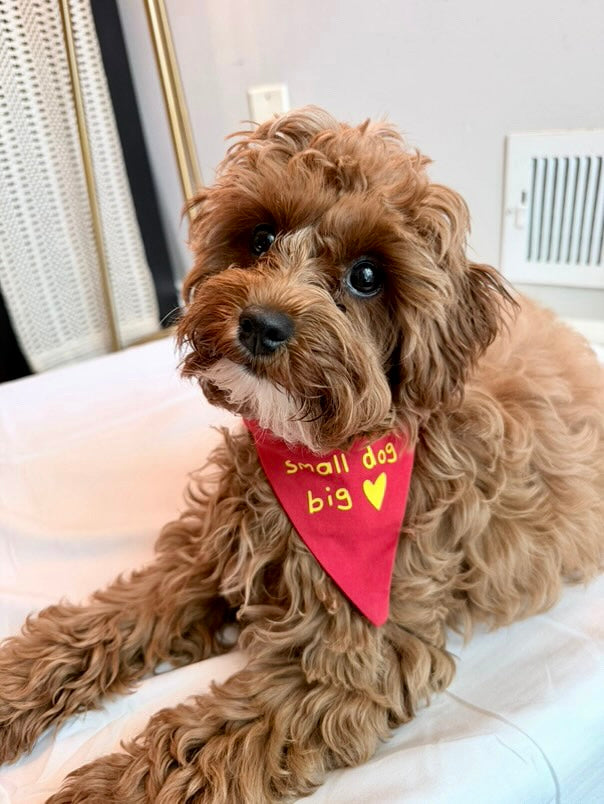 "Small Dog Big Heart" bandana