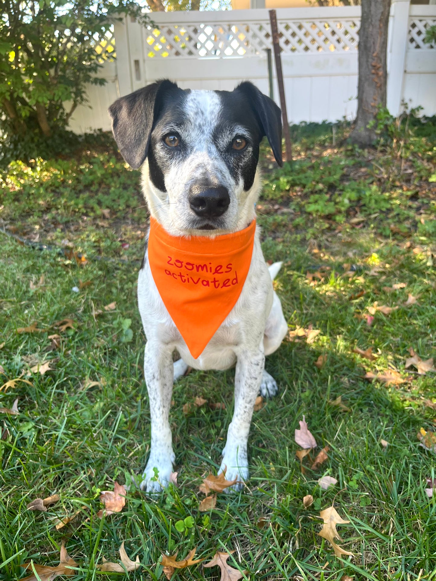 "Zoomies Activated" bandana
