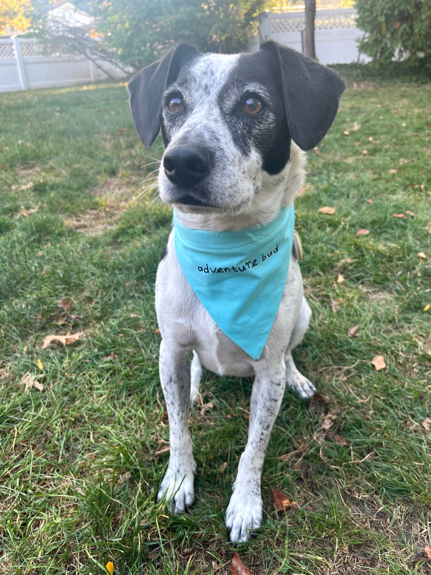 The Adventure Dog Bundle