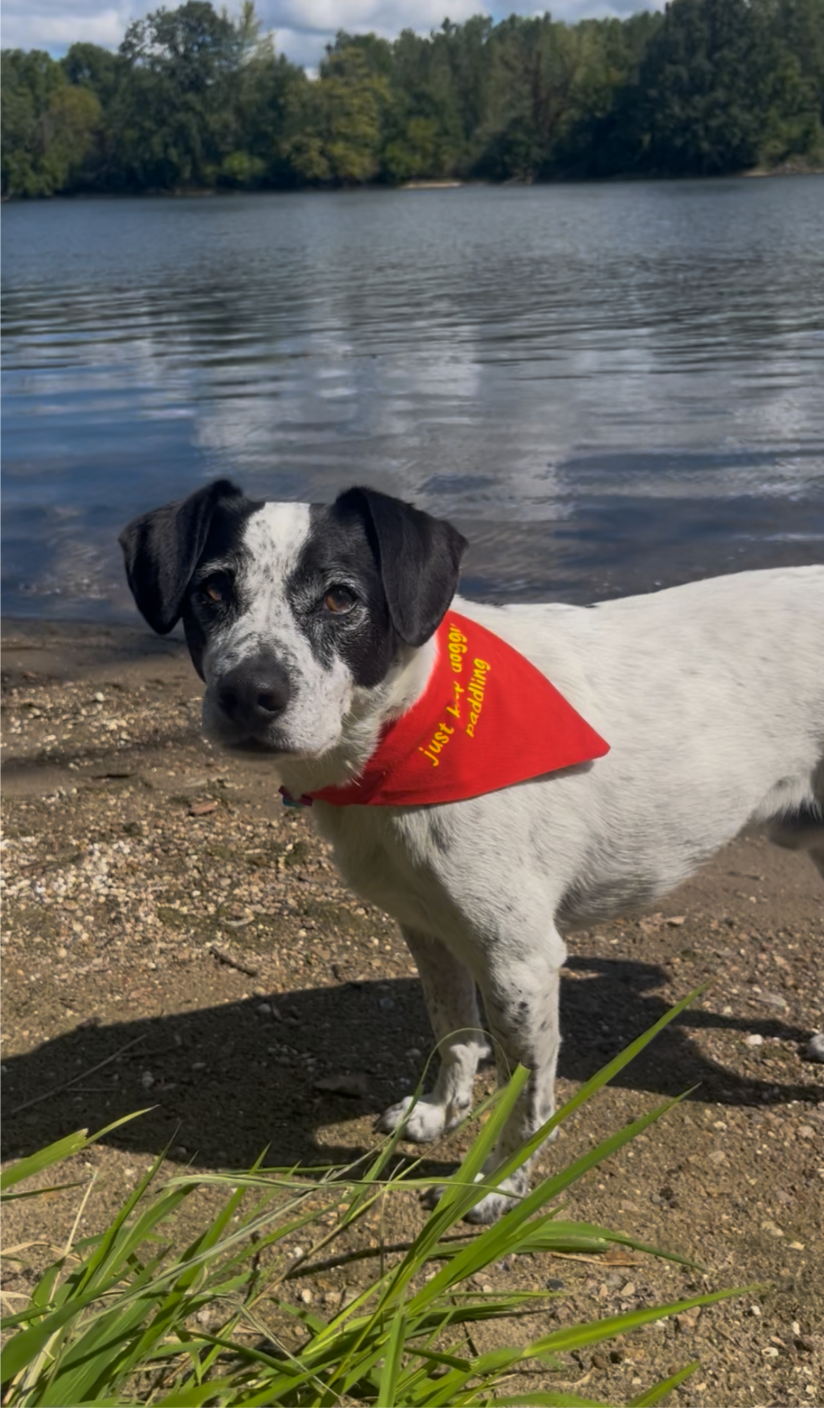 The Adventure Dog Bundle
