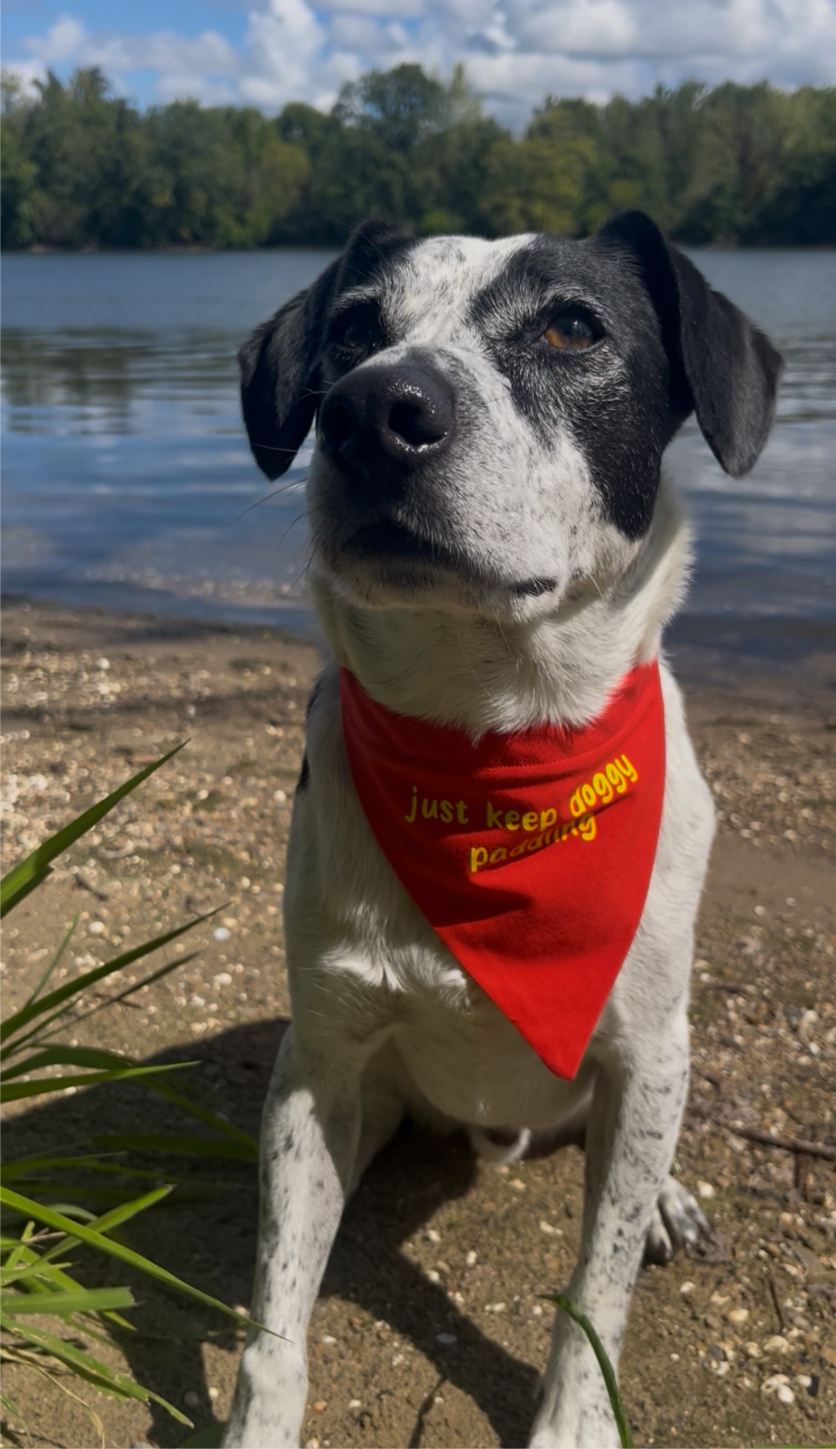 "Just Keep Doggy Paddling" Bandana