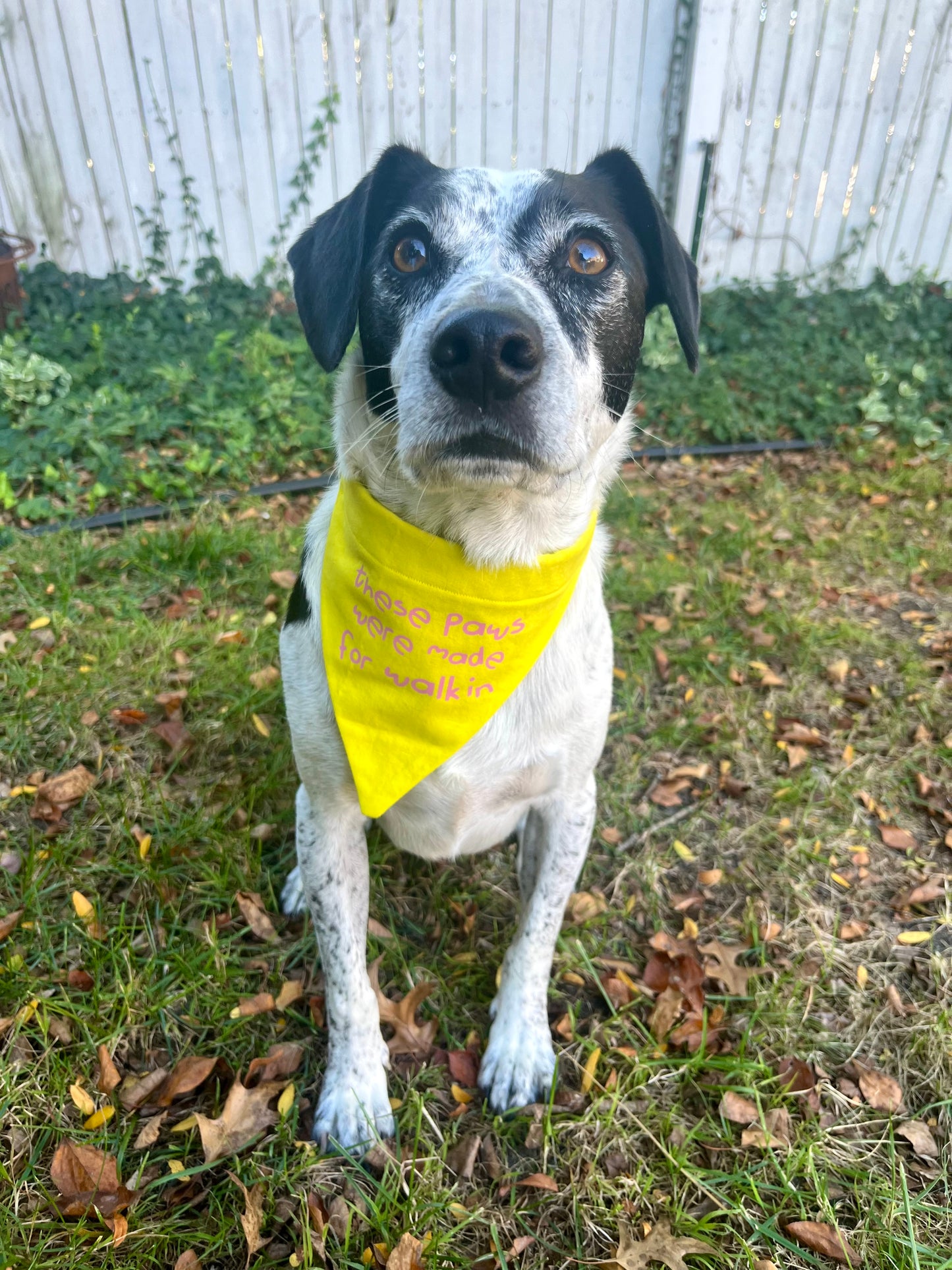 "These Paws Were Made For Walkin" Bandana