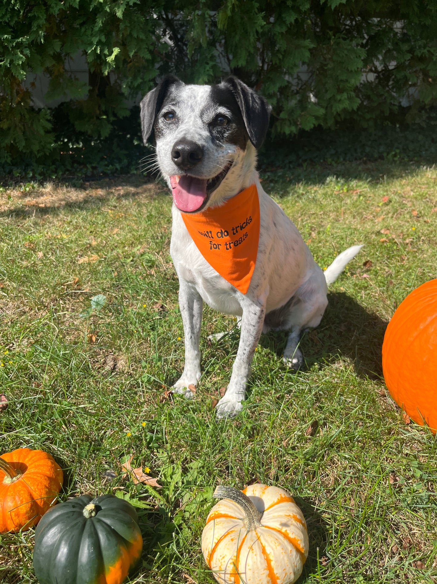 Halloween "Will Do Tricks for Treats" Bandana