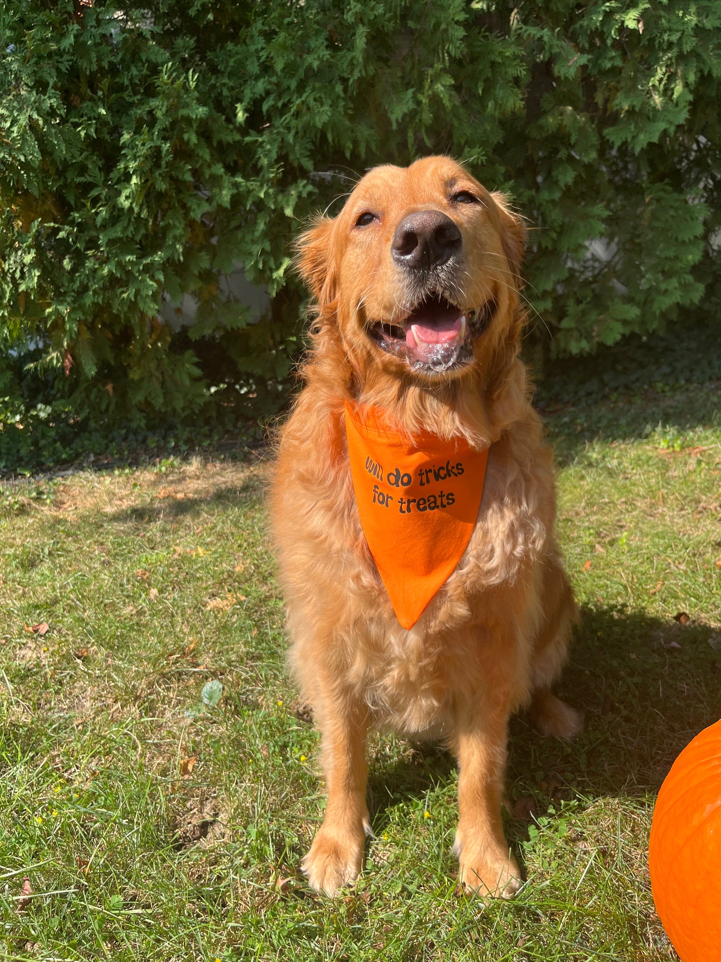 Halloween "Will Do Tricks for Treats" Bandana