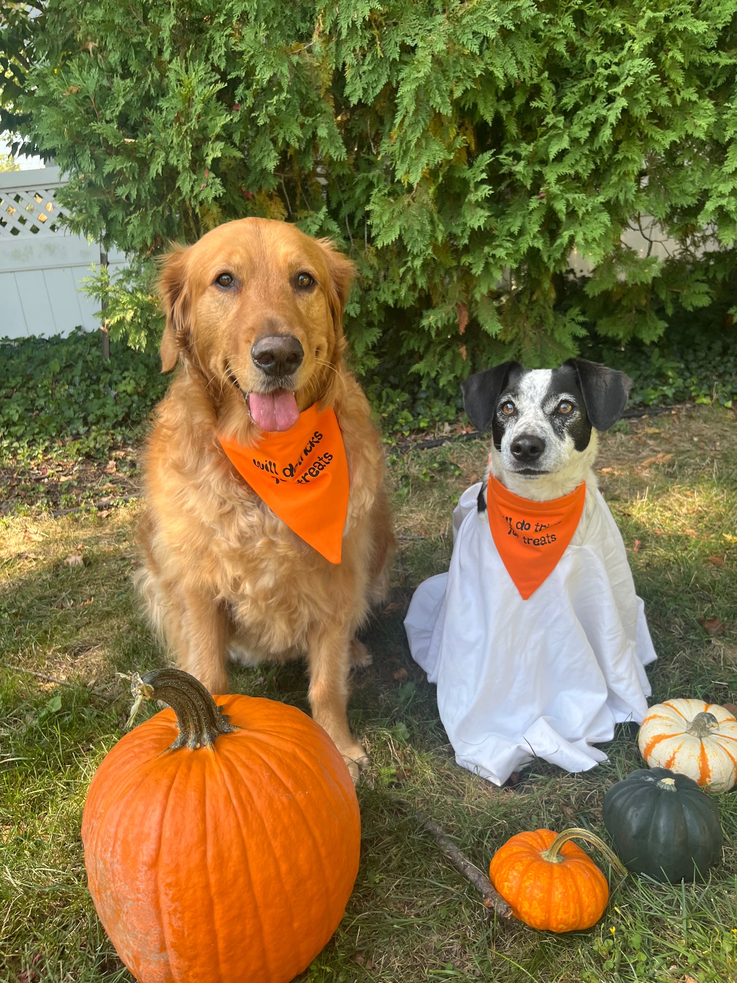 Halloween "Will Do Tricks for Treats" Bandana