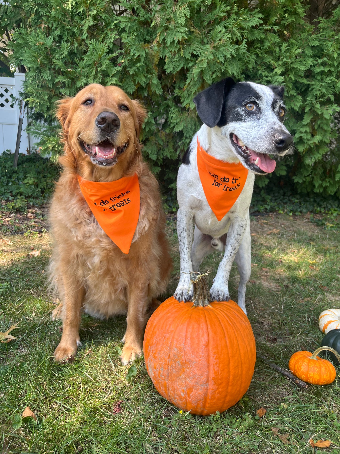 Halloween "Will Do Tricks for Treats" Bandana