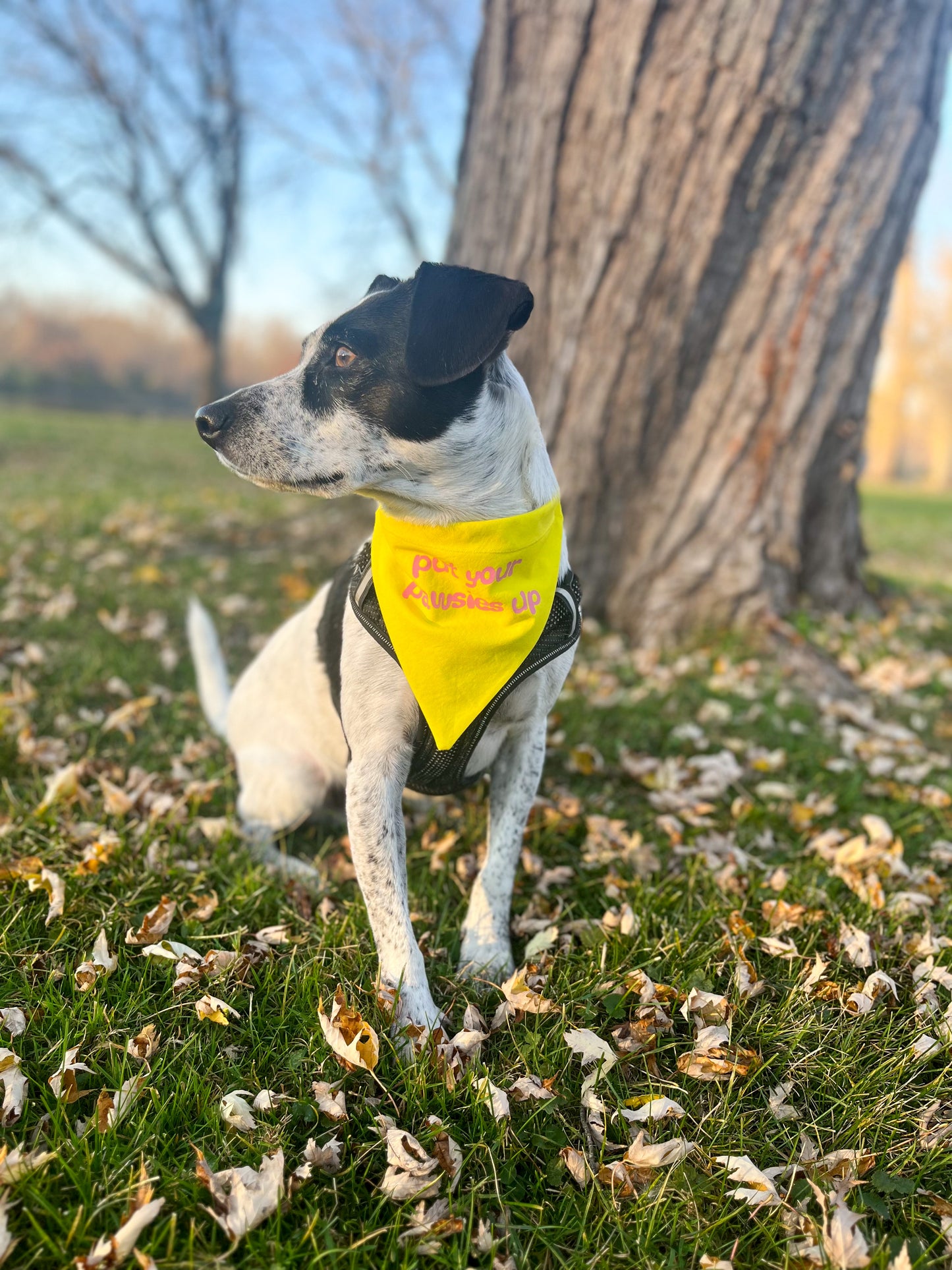 "put your pawsies up" bandana