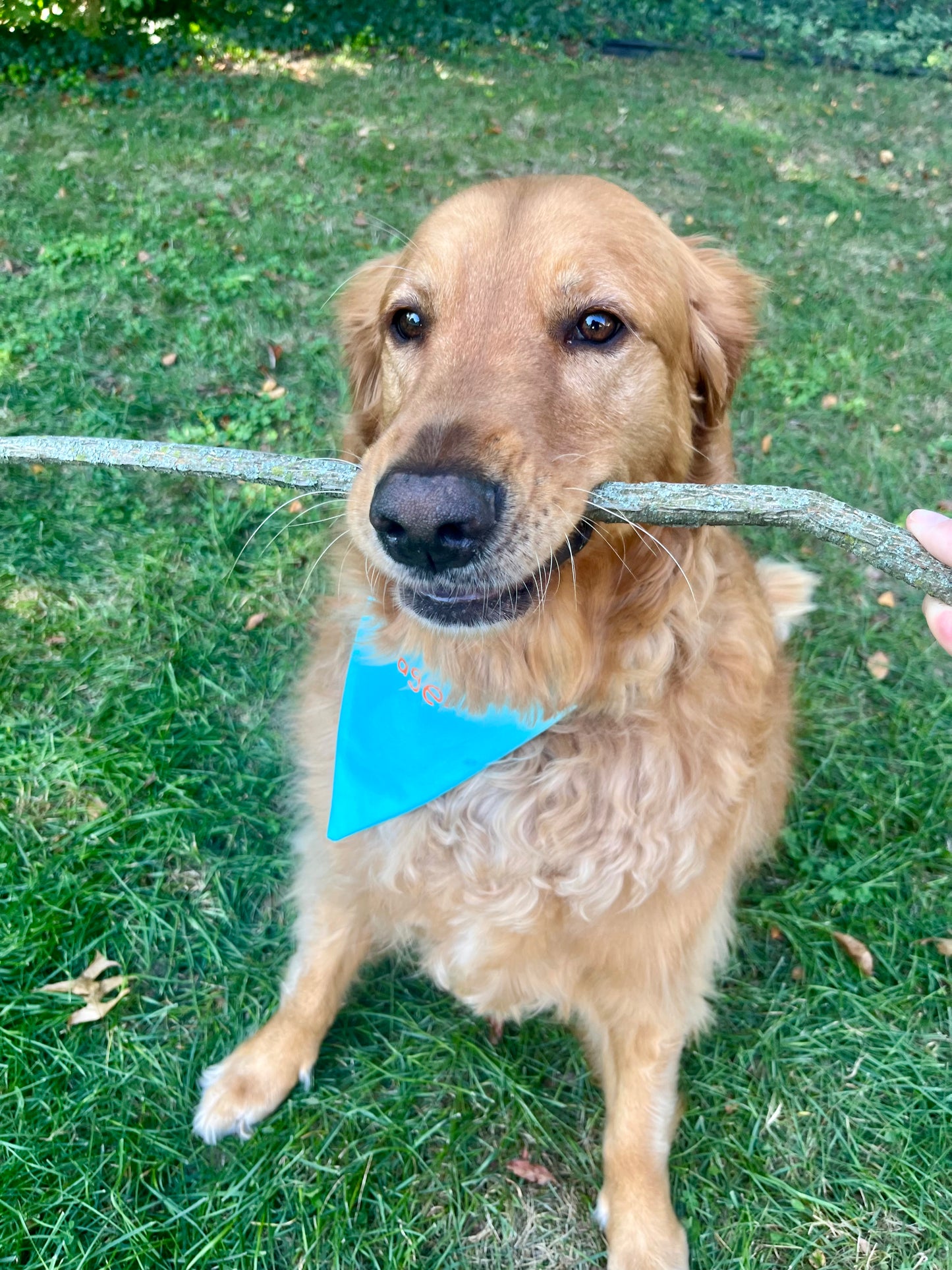 "Tree Branch Manager" Bandana