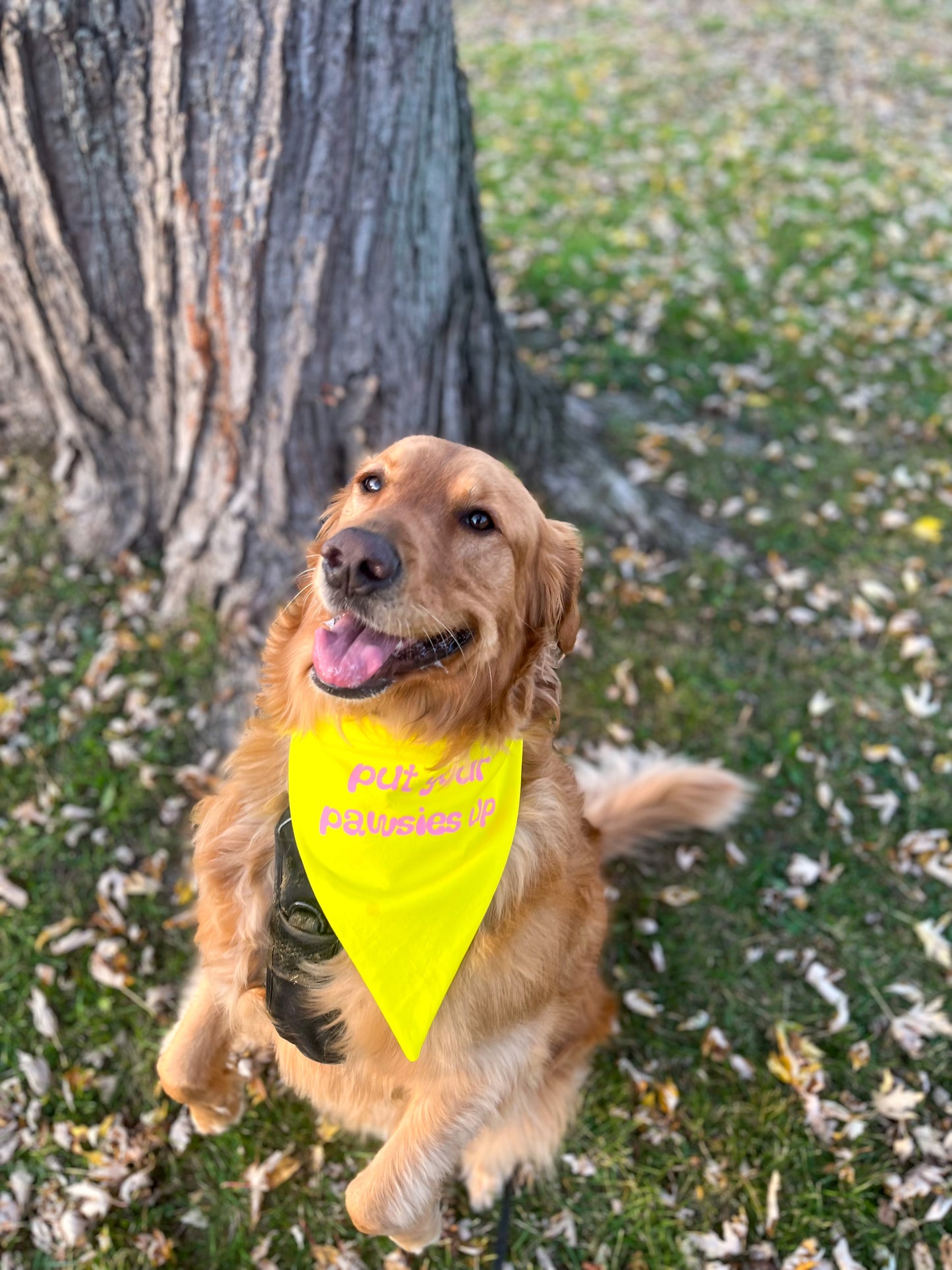 "put your pawsies up" bandana