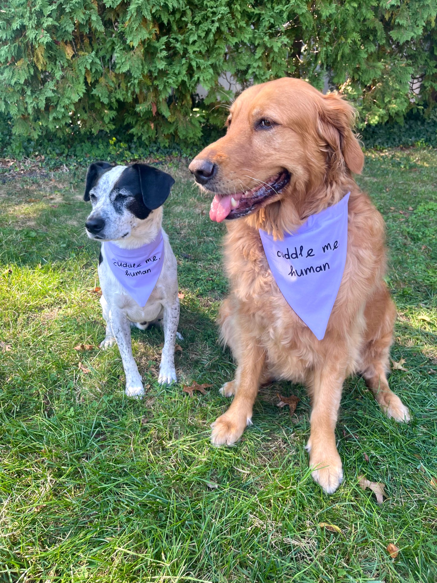 "Cuddle Me, Human" Bandana