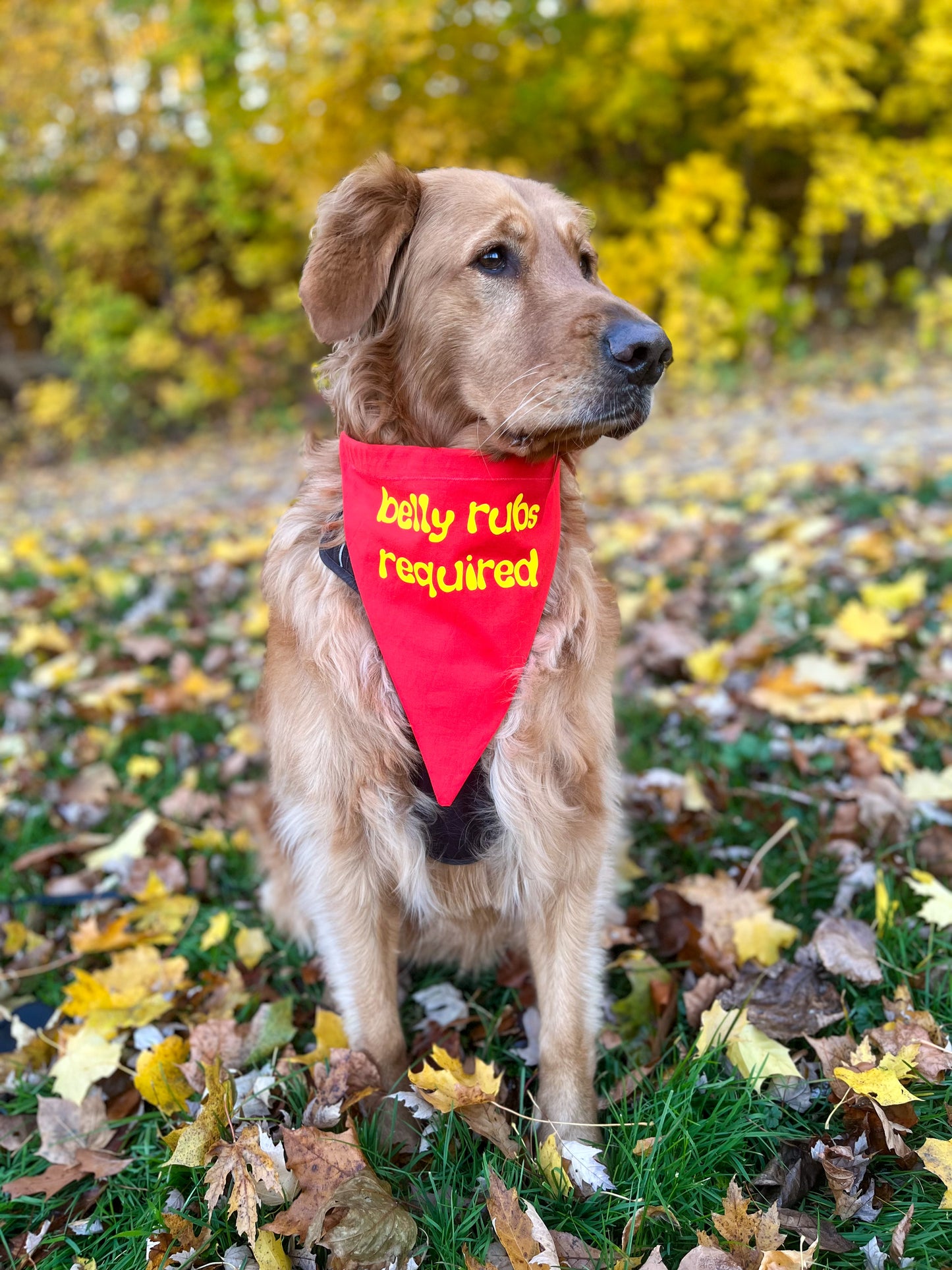 "belly rubs required" bandana