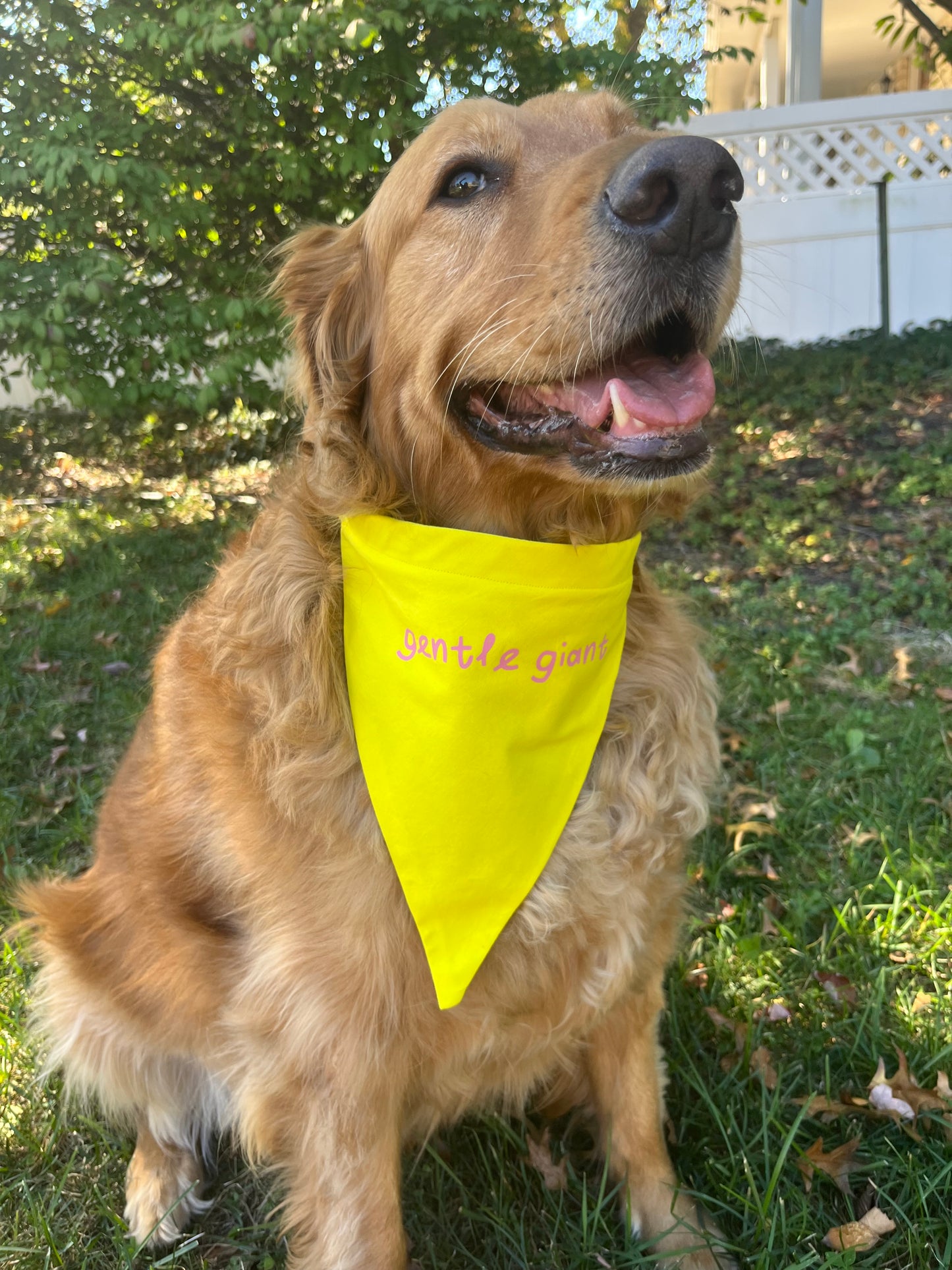 "Gentle Giant" Bandana