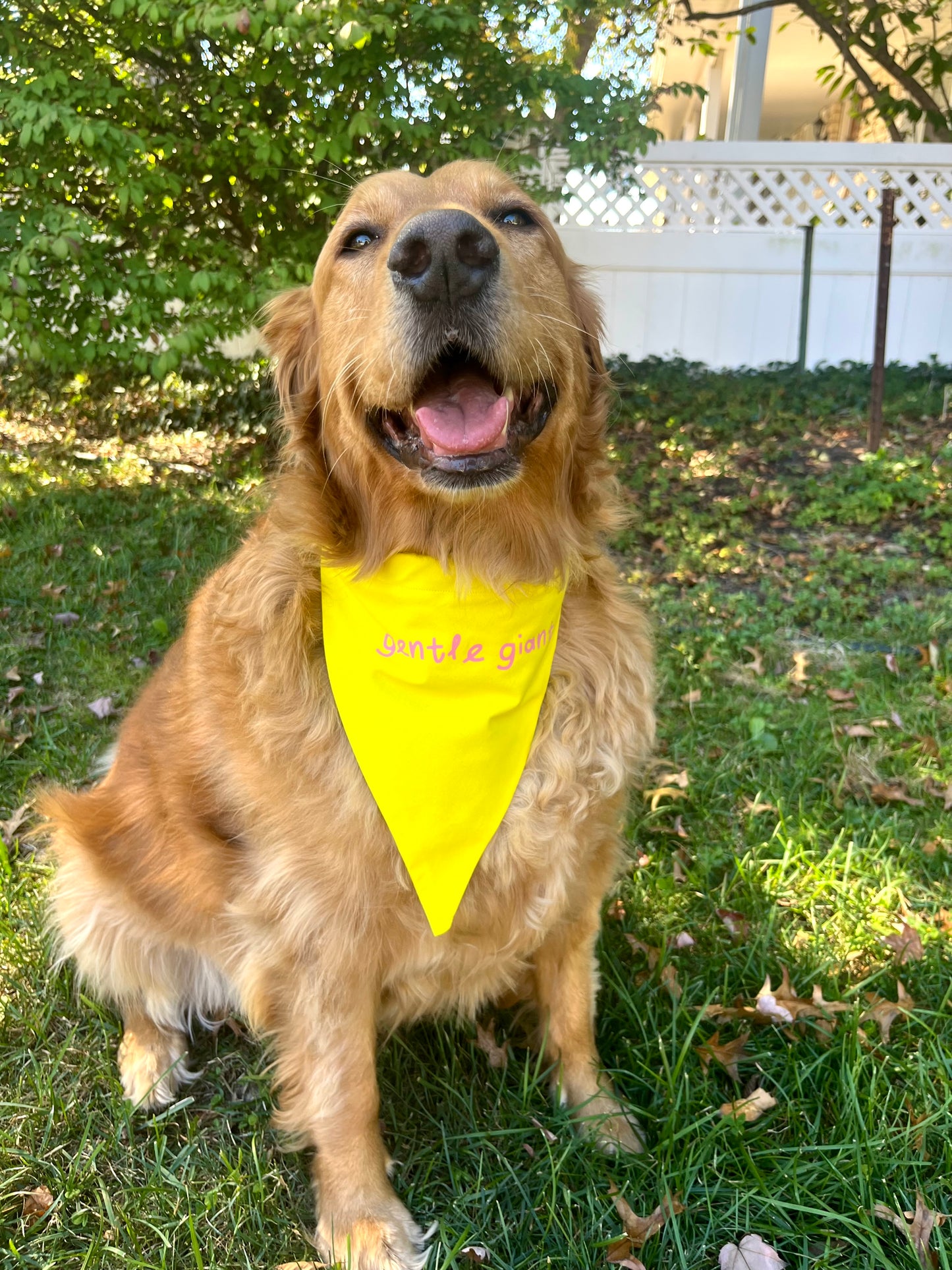 "Gentle Giant" Bandana
